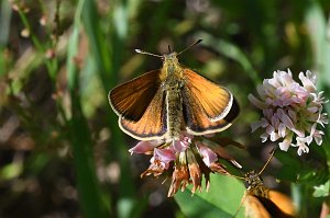 068 2018-06263383 Wachusett Mountain State Reservation, MA